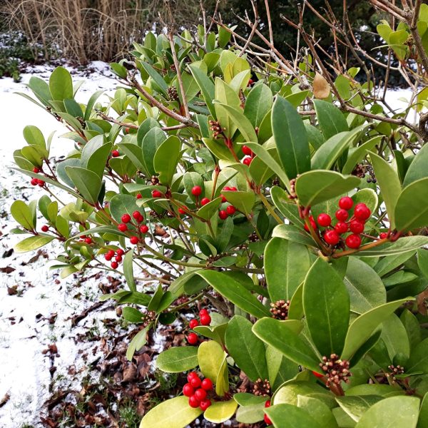 Wintergreen (Gaultheria procumbens)