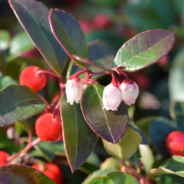 Wintergreen (Gaultheria procumbens)