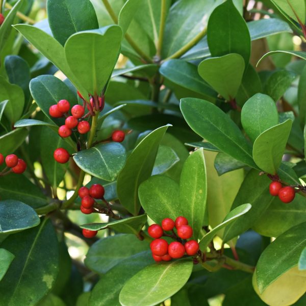 Wintergreen Leaf Herb Tea – Gaultheria Procumbens, Loose Leaf, 2 Oz Bag By Tea Haven