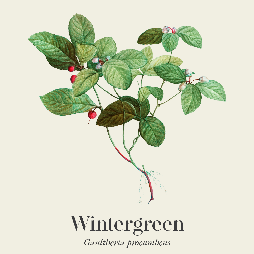 Wintergreen (Gaultheria procumbens)