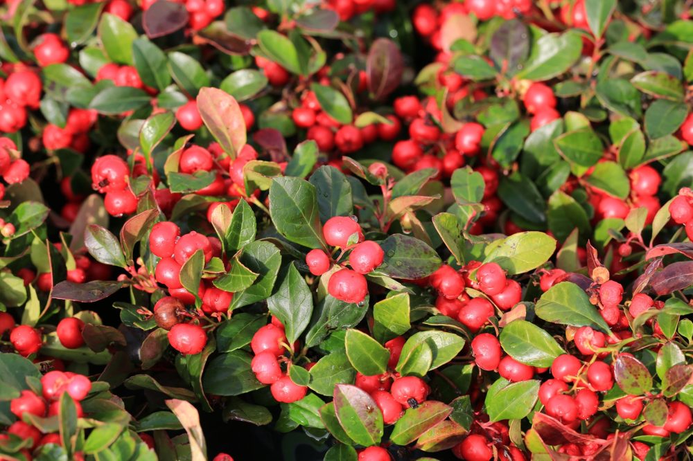 Wintergreen (Gaultheria procumbens)