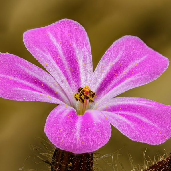 Herb Robert Flower Geranium Robertianum