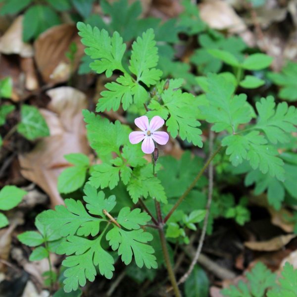 Herb robert (Geranium robertianum)