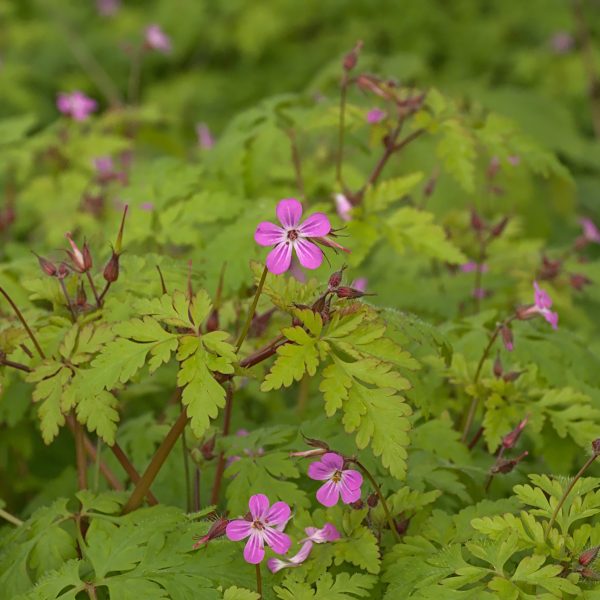 Herb robert (Geranium robertianum)