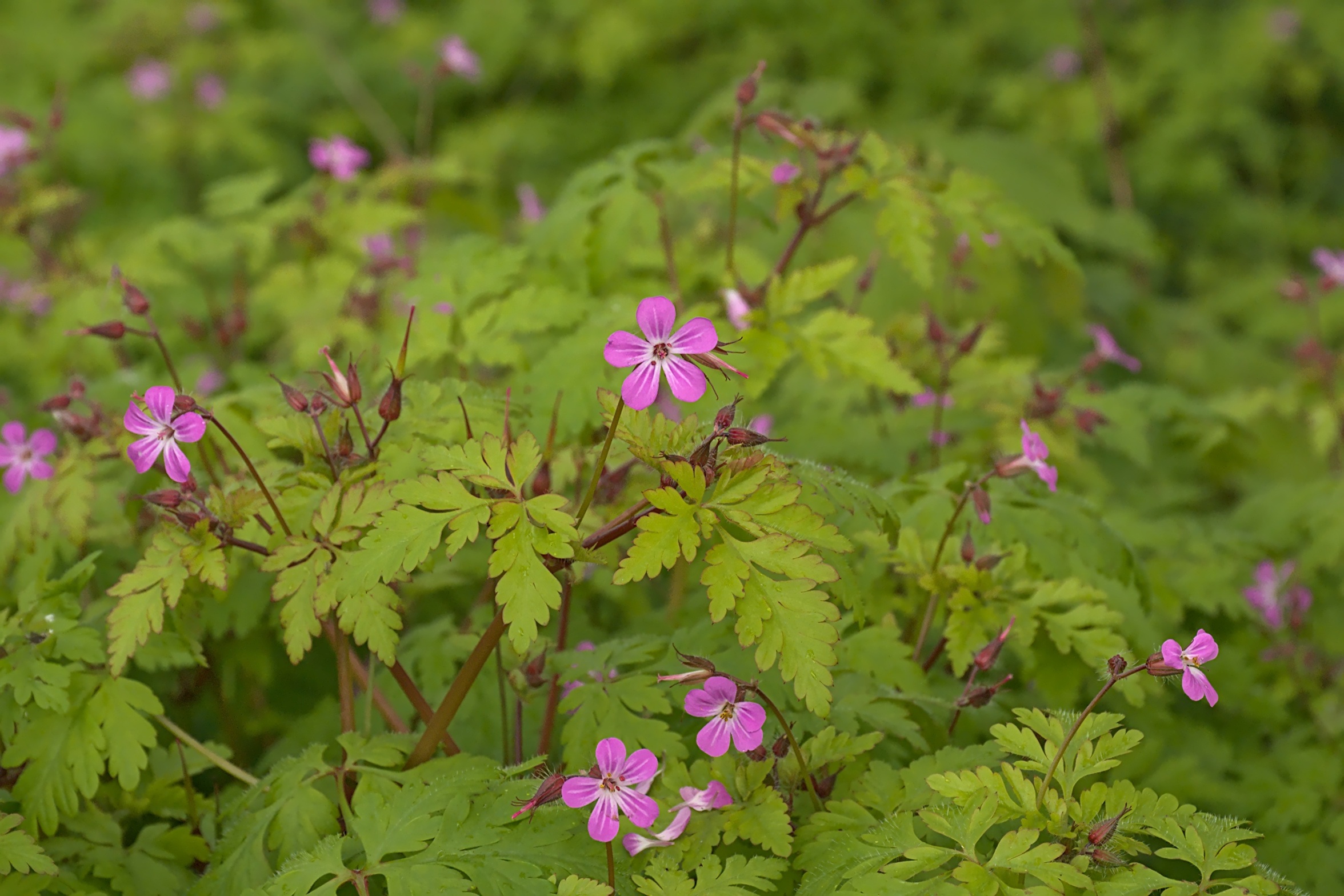 Herb robert