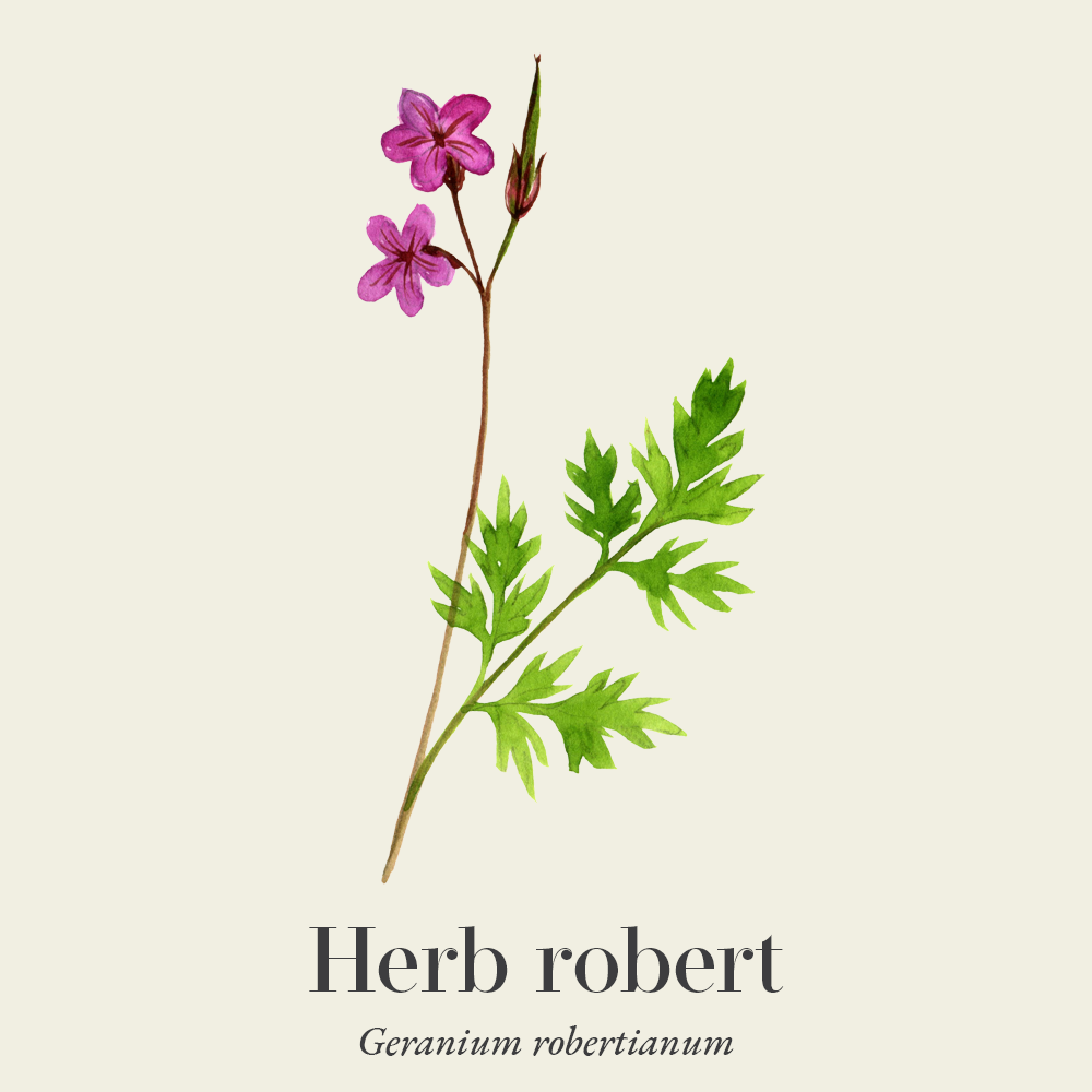 Herb robert (Geranium robertianum)