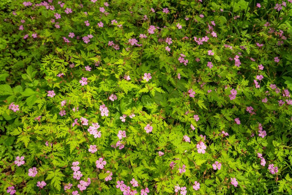 Herb robert (Geranium robertianum)
