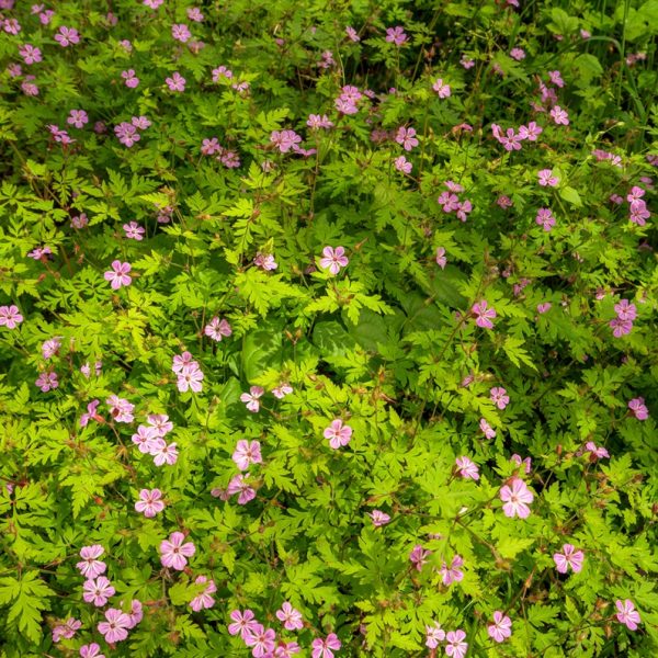 Herb robert (Geranium robertianum)