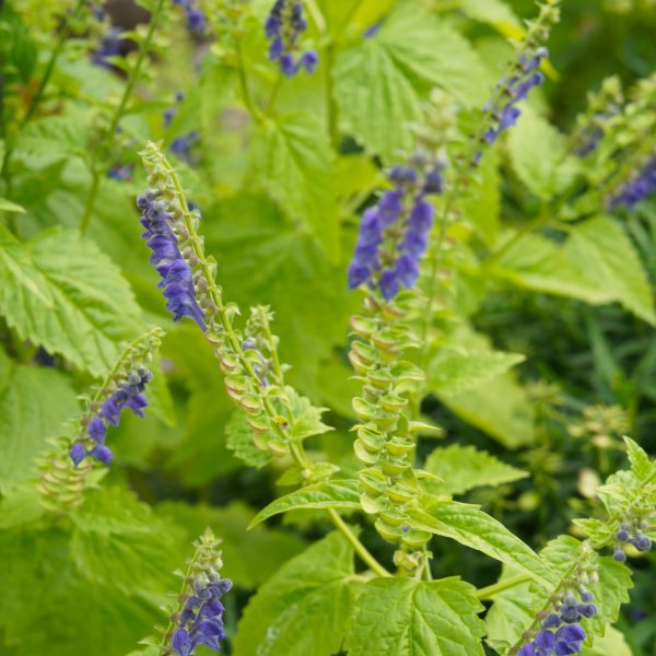 Skullcap Scutellaria Lateriflora Insomnia Treatment