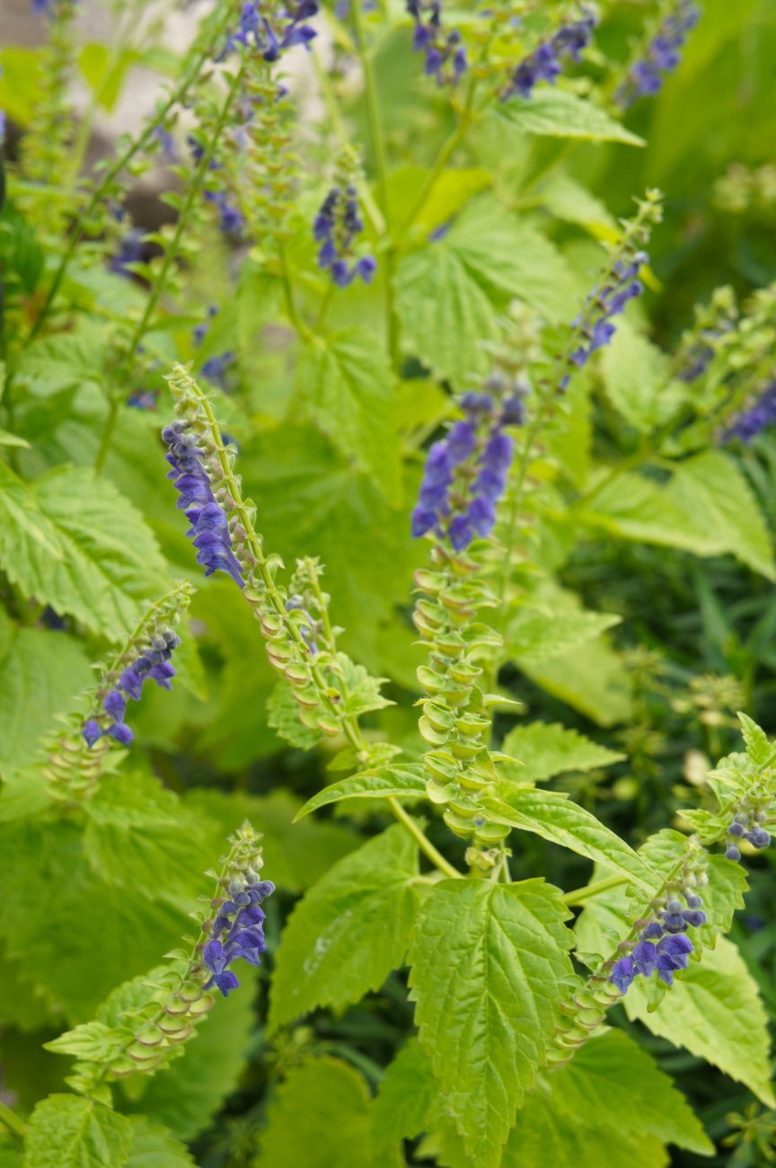 Skullcap Scutellaria Lateriflora Insomnia Treatment