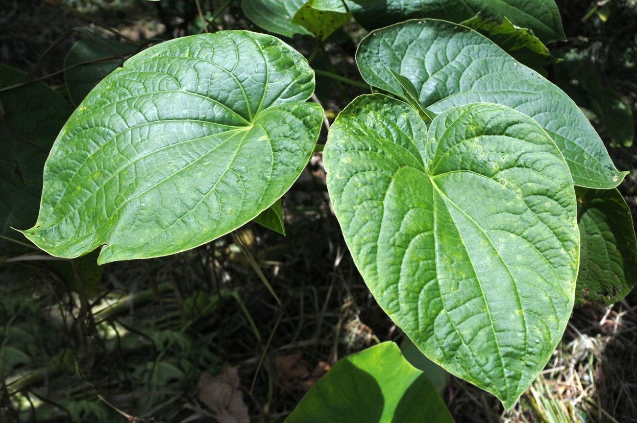 An Update On Kava Regulations 2025 Global Overview