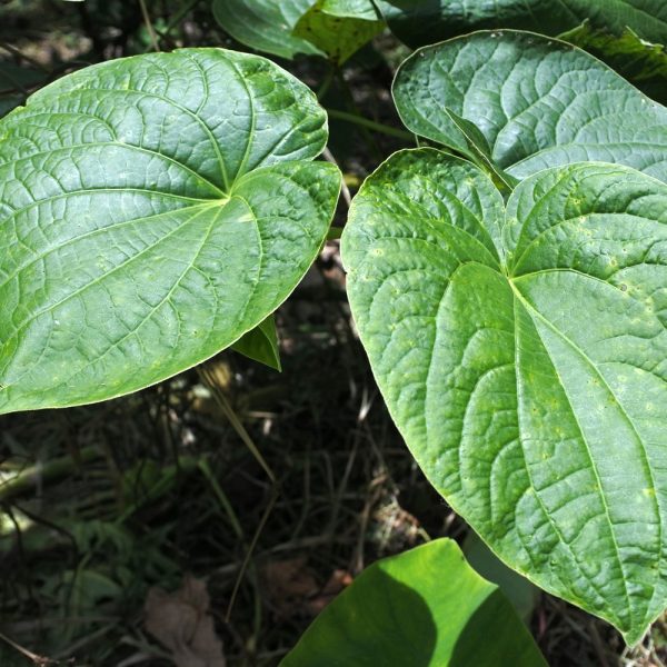 An Update On Kava Regulations 2025 Global Overview