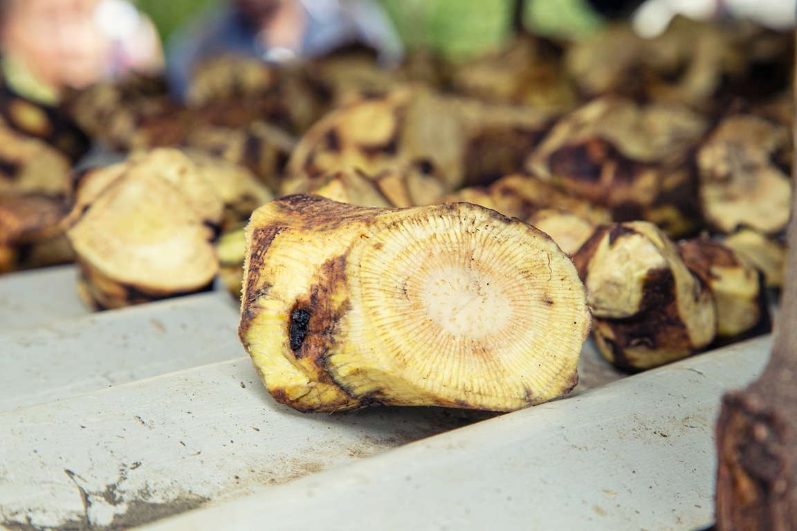 Kava root (Piper methysticum)