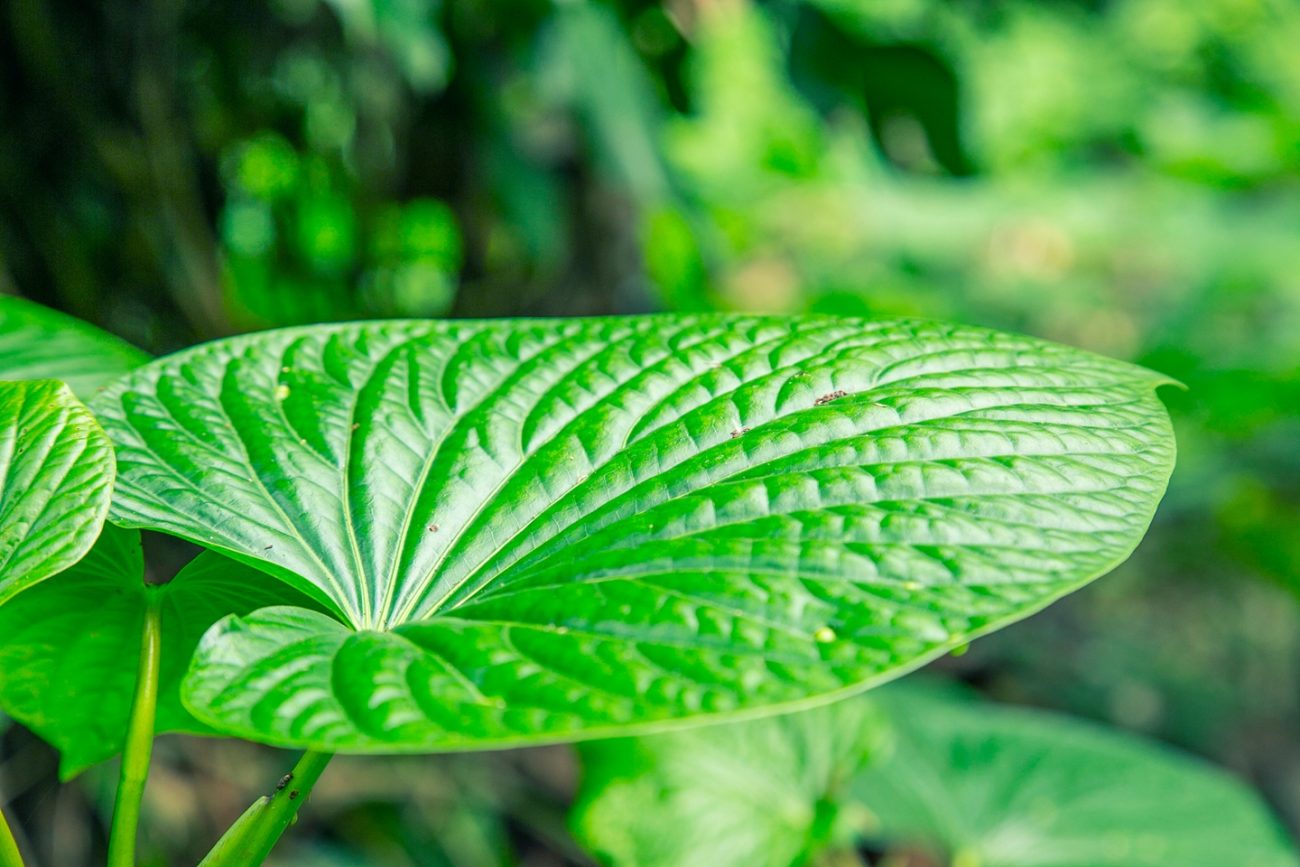 Kava (Piper methysticum)