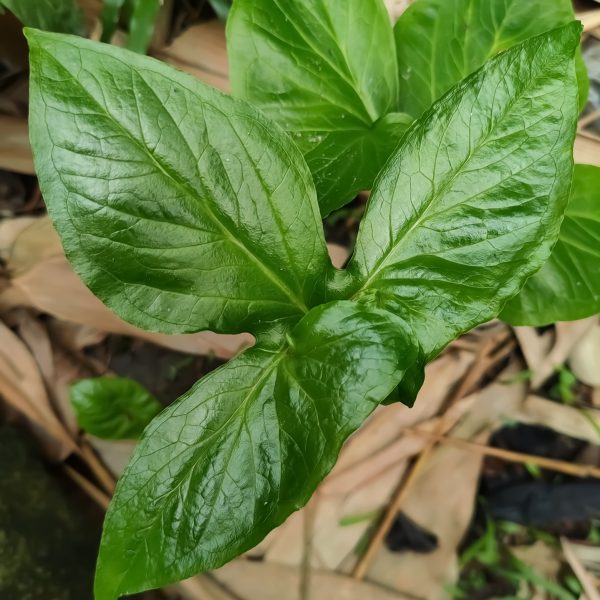 Pinellia (Pinellia ternata)