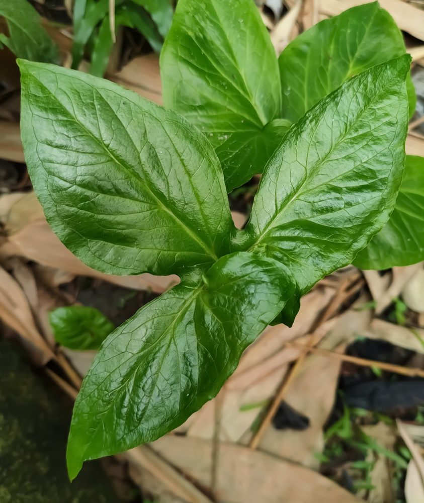 Pinellia (Pinellia ternata)