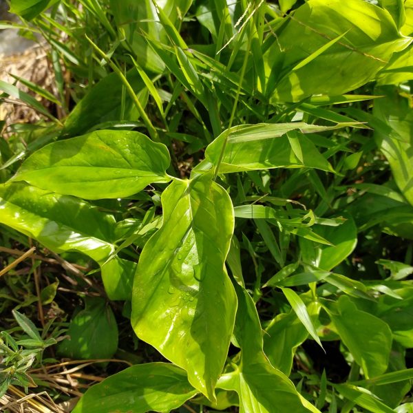 Pinellia (Pinellia ternata)