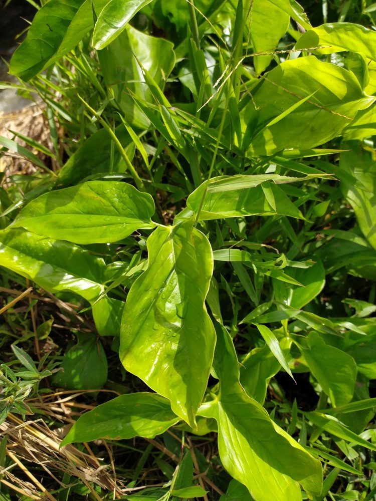 Pinellia (Pinellia ternata)
