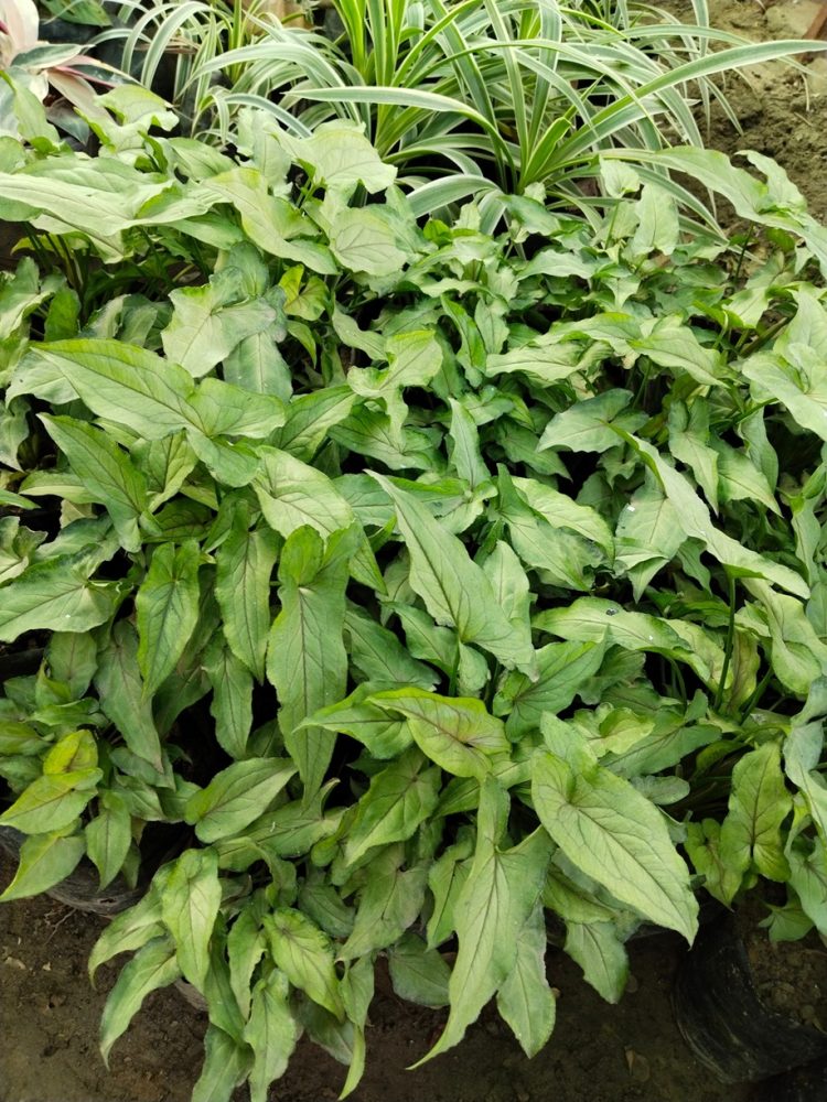Pinellia (Pinellia ternata)