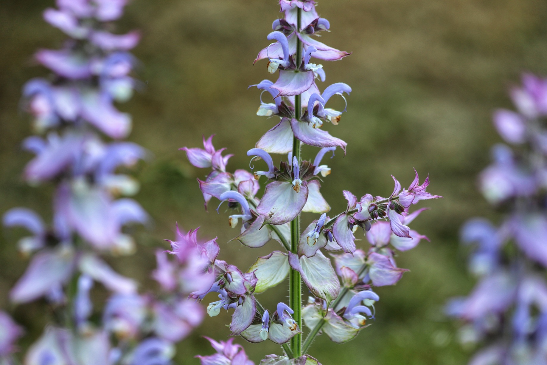 Clary sage