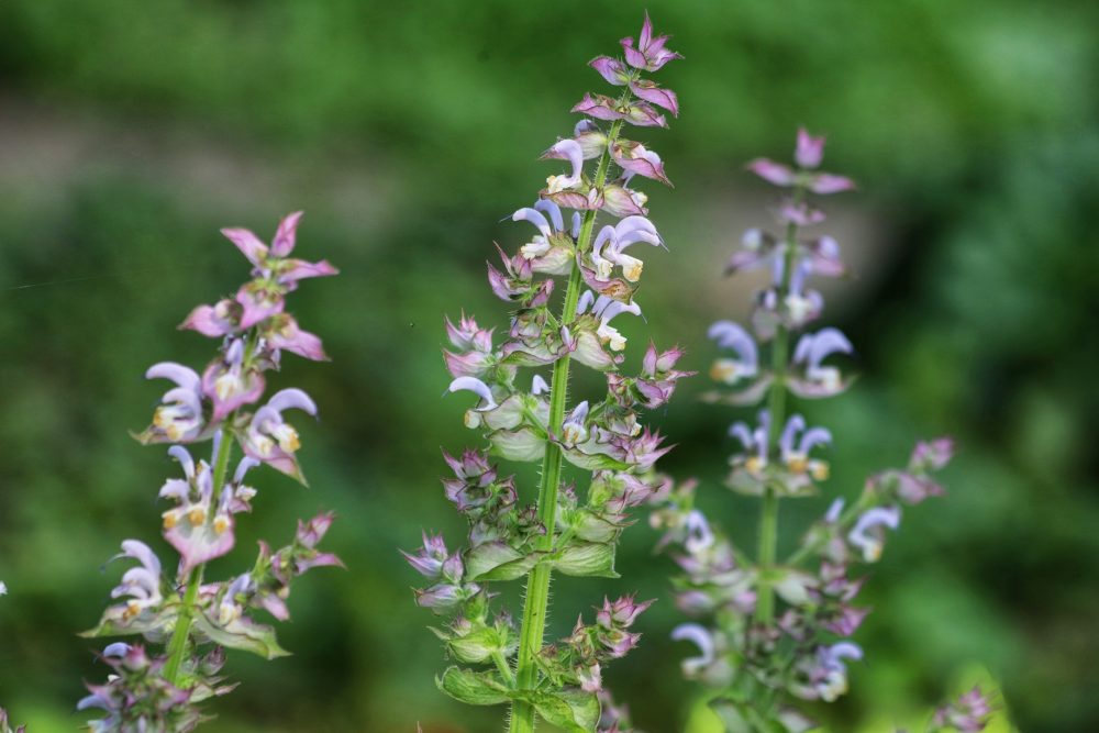 Clary sage (Salvia sclarea)