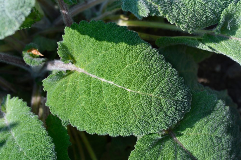 Clary sage (Salvia sclarea)
