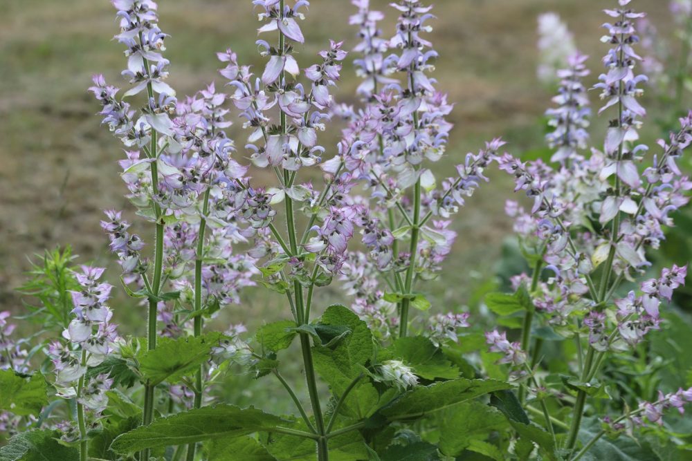Clary sage (Salvia sclarea)