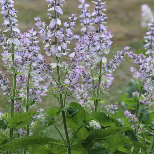 Clary sage (Salvia sclarea)