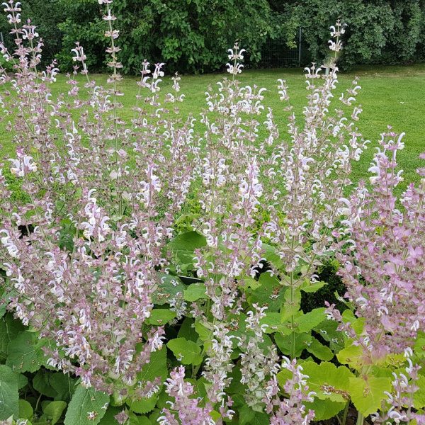 Clary sage (Salvia sclarea)