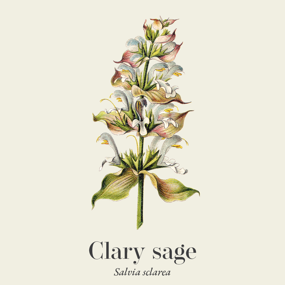 Clary sage (Salvia sclarea)