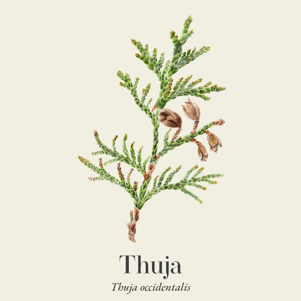 Thuja (Thuja occidentalis)