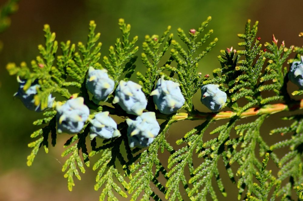 Thuja (Thuja occidentalis)