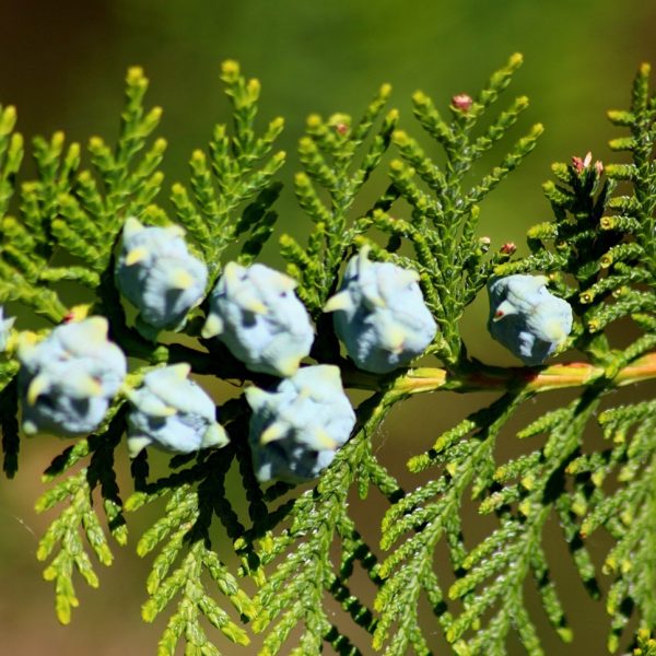 Thuja (Thuja occidentalis)