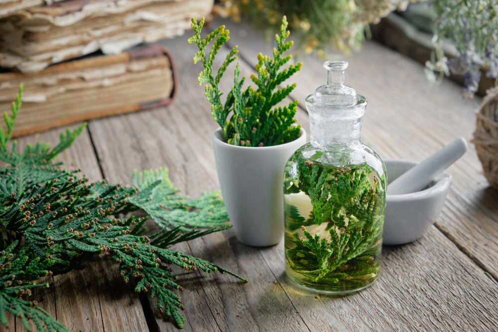 Thuja infusion (Thuja occidentalis)