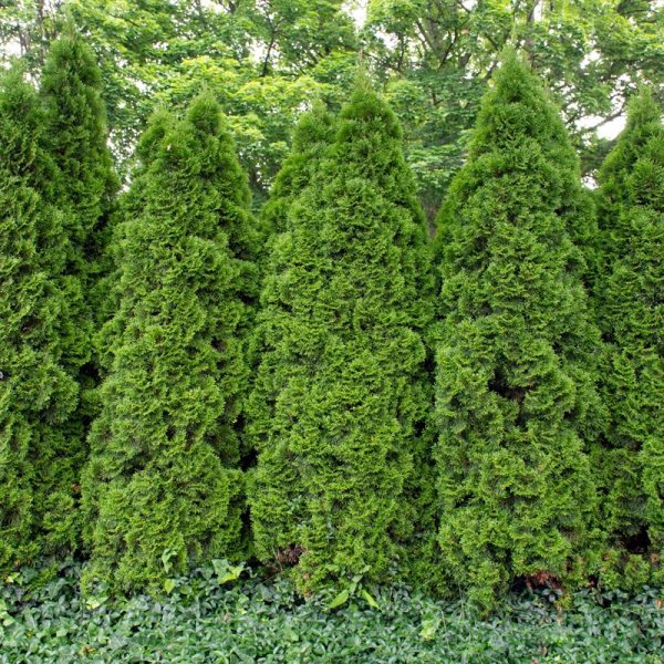 Thuja (Thuja occidentalis)