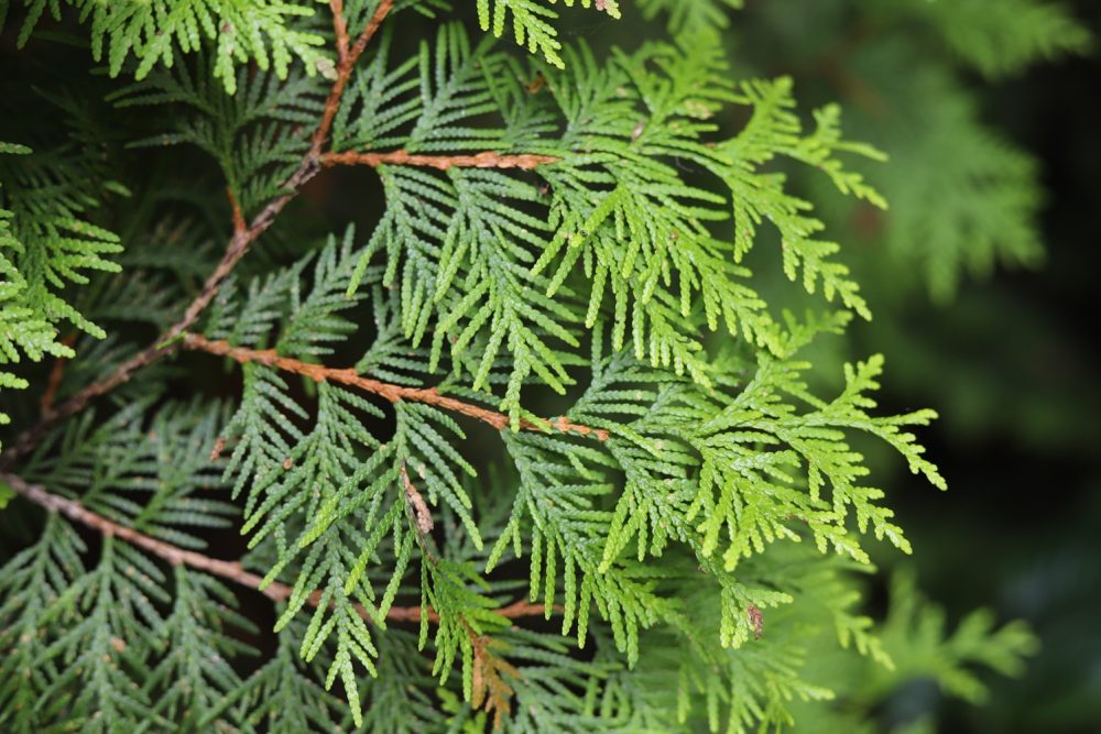 Thuja (Thuja occidentalis)