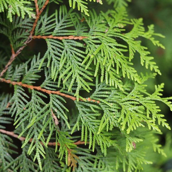 Thuja (Thuja occidentalis)