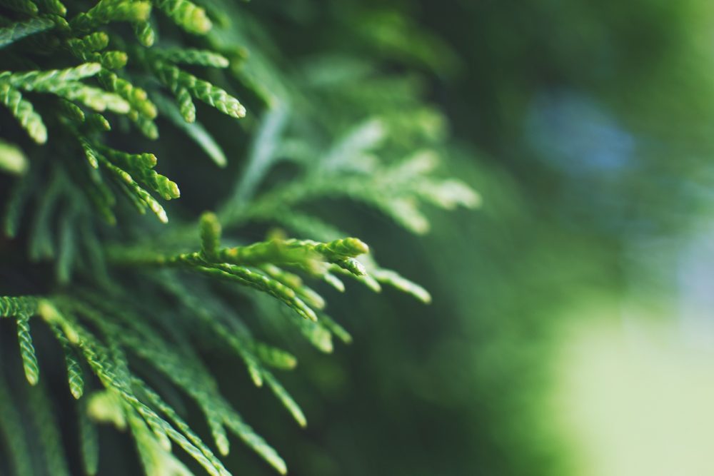 Thuja (Thuja occidentalis)