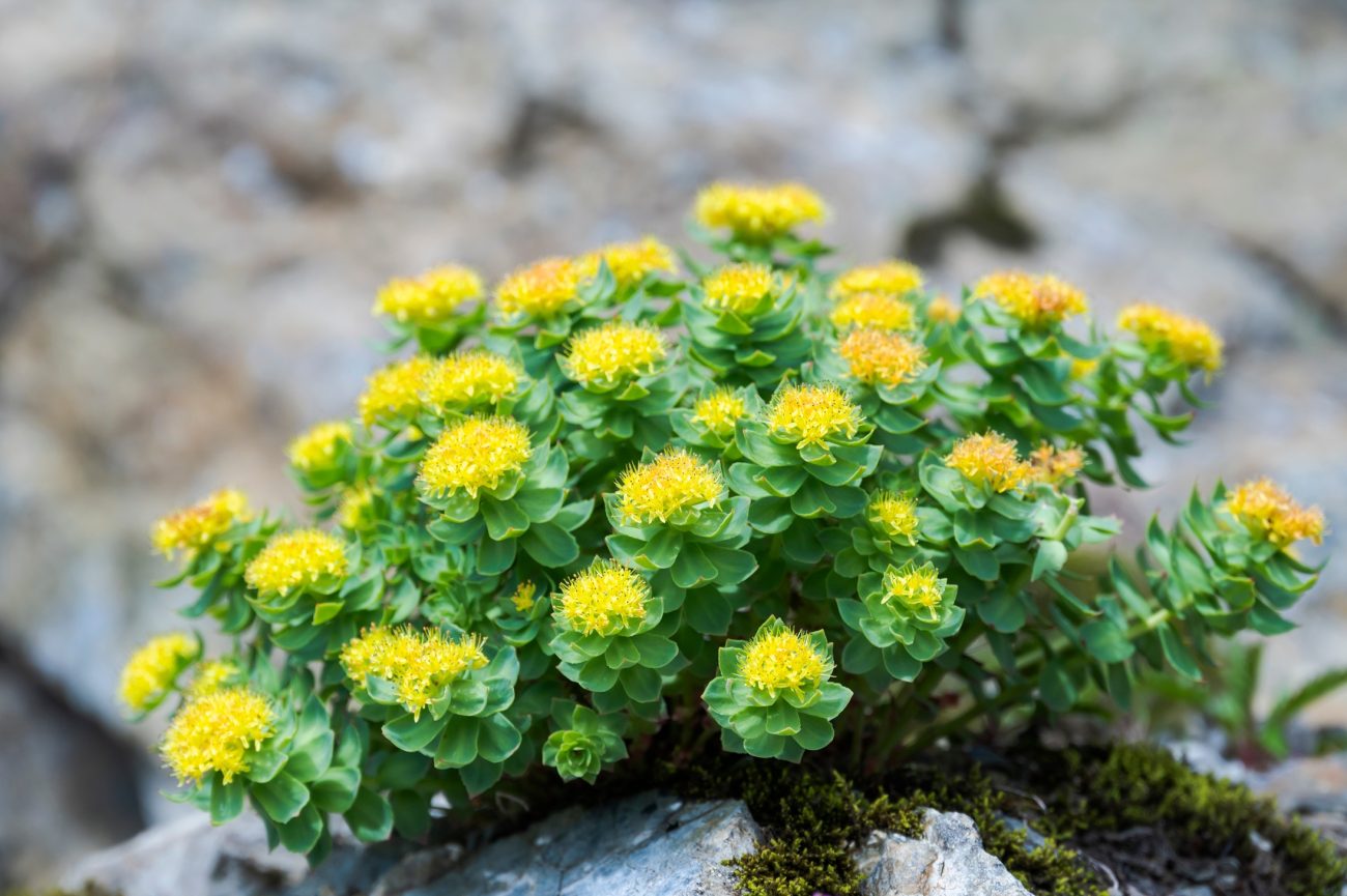 Substituting Endangered Herbs Finding Replacements For Sustainable Practice