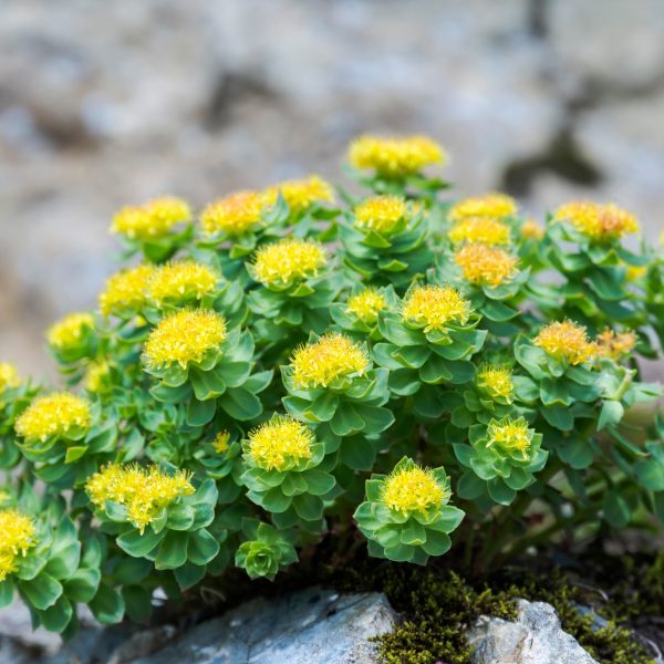 Substituting Endangered Herbs Finding Replacements For Sustainable Practice