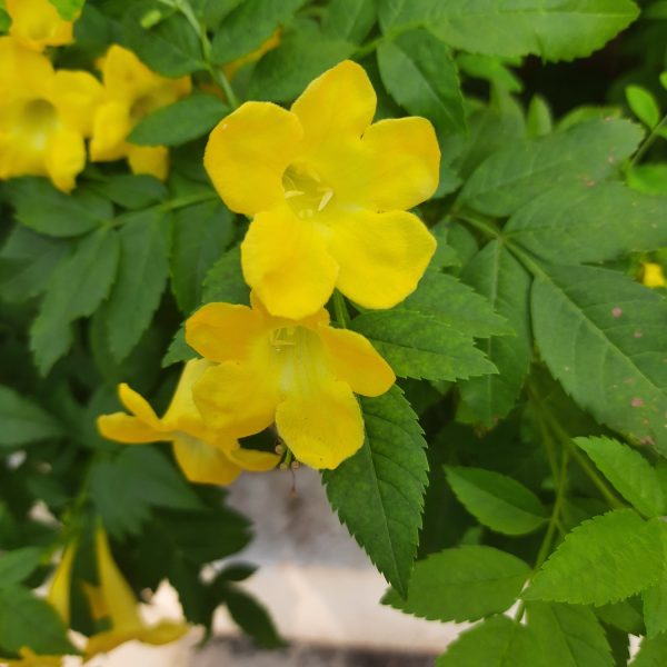 Cat's claw (Uncaria tomentosa)