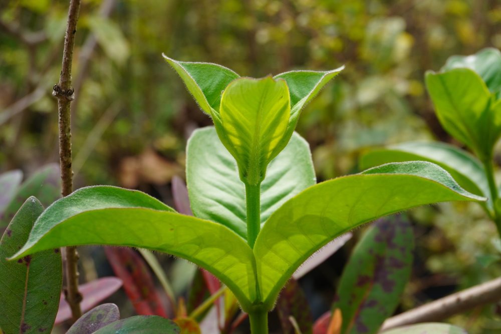 Cat's claw (Uncaria tomentosa)