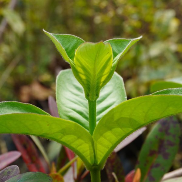 Cat's claw (Uncaria tomentosa)