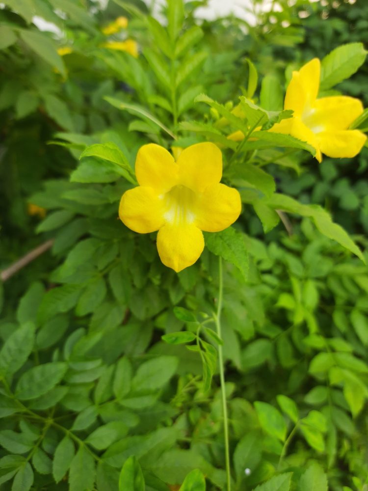 Cat's claw (Uncaria tomentosa)