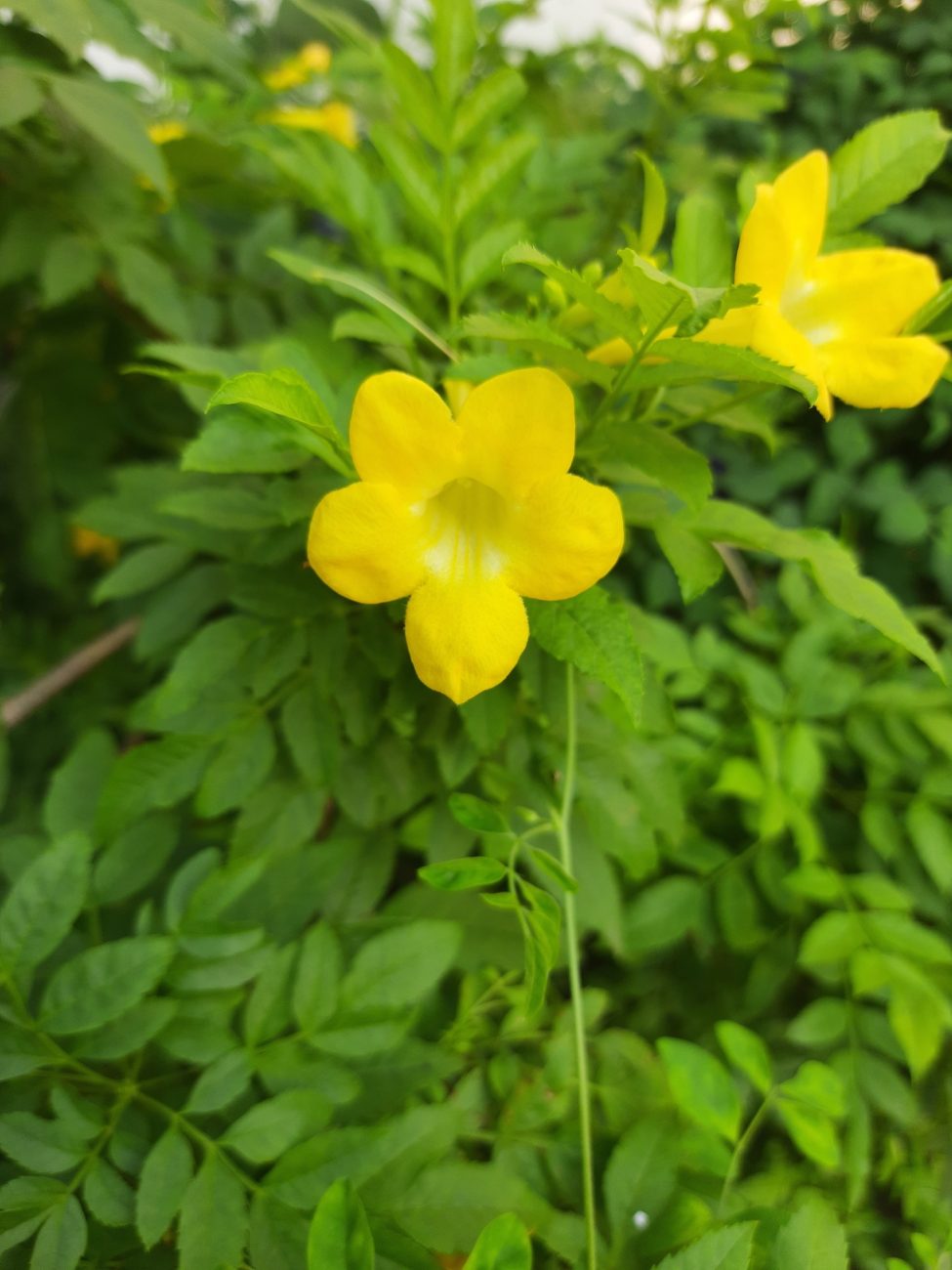 Cat's claw (Uncaria tomentosa)