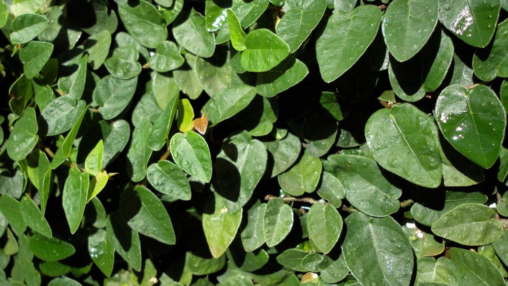 Cat's claw (Uncaria tomentosa)