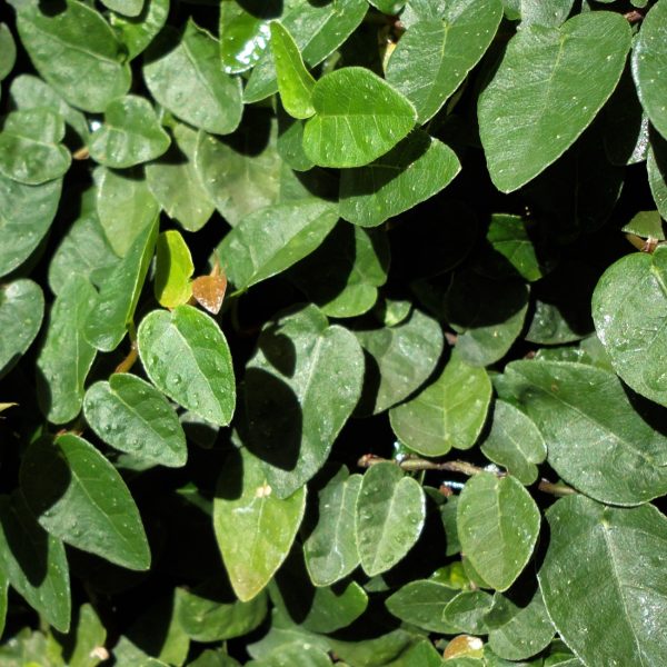 Cat's claw (Uncaria tomentosa)