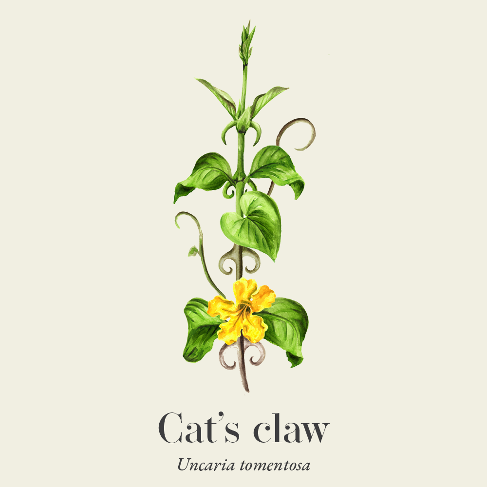 Cat's claw (Uncaria tomentosa)