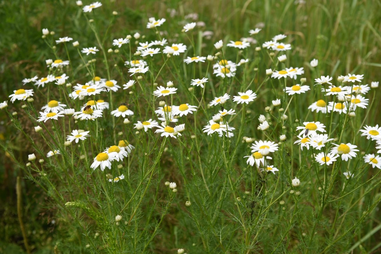 Chamomile (Matricaria chamomilla)