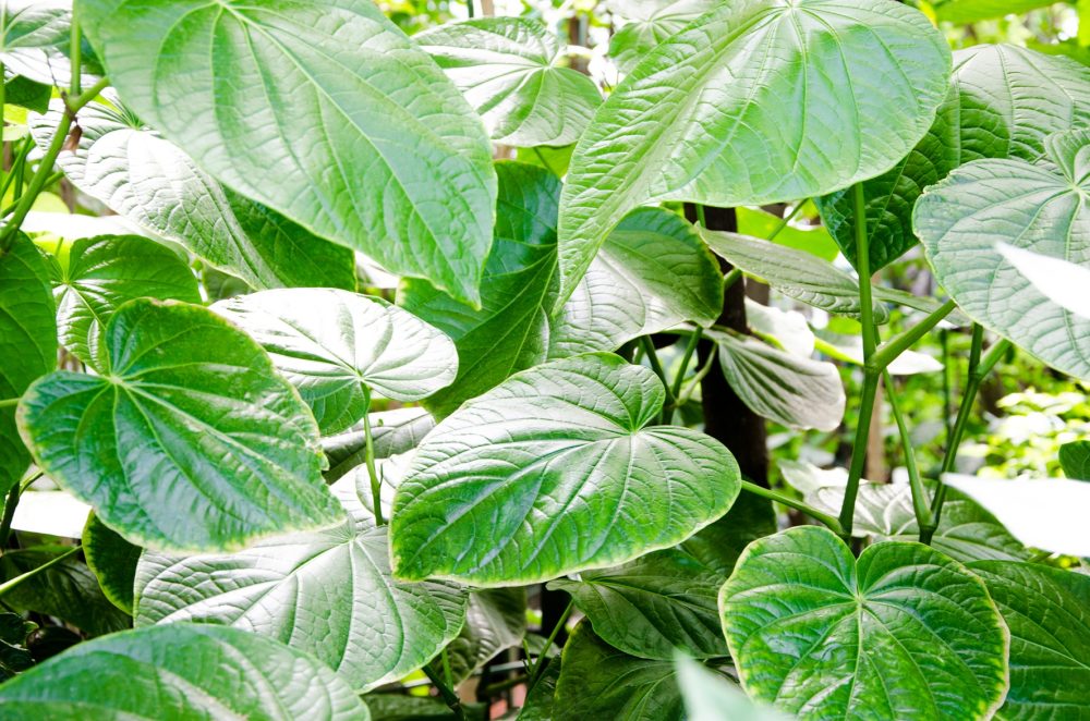 Kava (Piper methysticum)